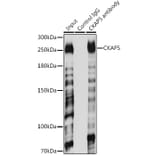 Western Blot - Anti-ch TOG Antibody (A16224) - Antibodies.com