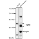 Western Blot - Anti-Aquaporin 9/AQP-9 Antibody (A16225) - Antibodies.com