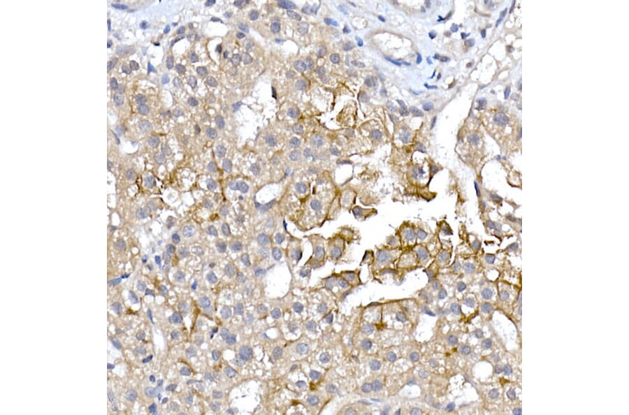 Immunohistochemistry - Anti-Aquaporin 9/AQP-9 Antibody (A16225) - Antibodies.com