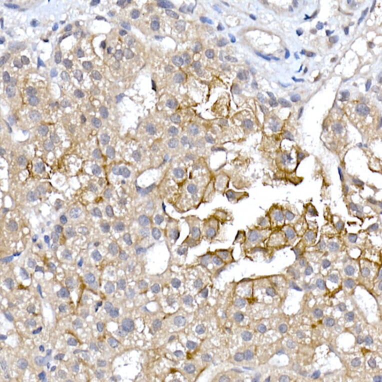 Immunohistochemistry - Anti-Aquaporin 9/AQP-9 Antibody (A16225) - Antibodies.com