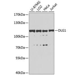 Western Blot - Anti-SAP97 Antibody (A16227) - Antibodies.com
