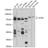 Western Blot - Anti-IL-5RA Antibody (A16228) - Antibodies.com