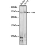 Western Blot - Anti-MYO5B Antibody (A16230) - Antibodies.com