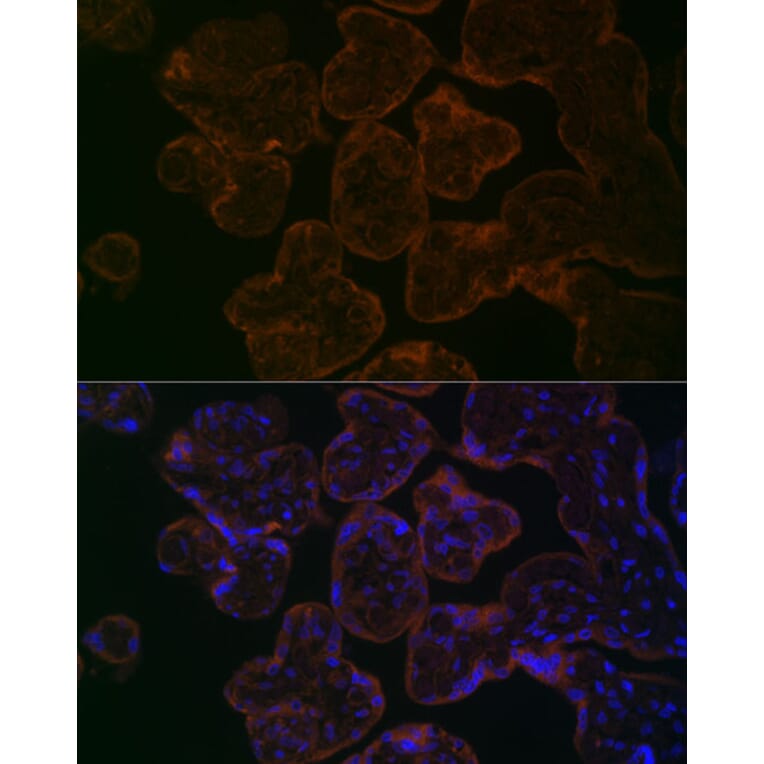 Immunofluorescence - Anti-MYO5B Antibody (A16230) - Antibodies.com