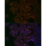 Immunofluorescence - Anti-MYO5B Antibody (A16230) - Antibodies.com