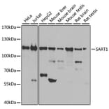 Western Blot - Anti-SART1 Antibody (A16233) - Antibodies.com