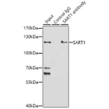 Western Blot - Anti-SART1 Antibody (A16233) - Antibodies.com