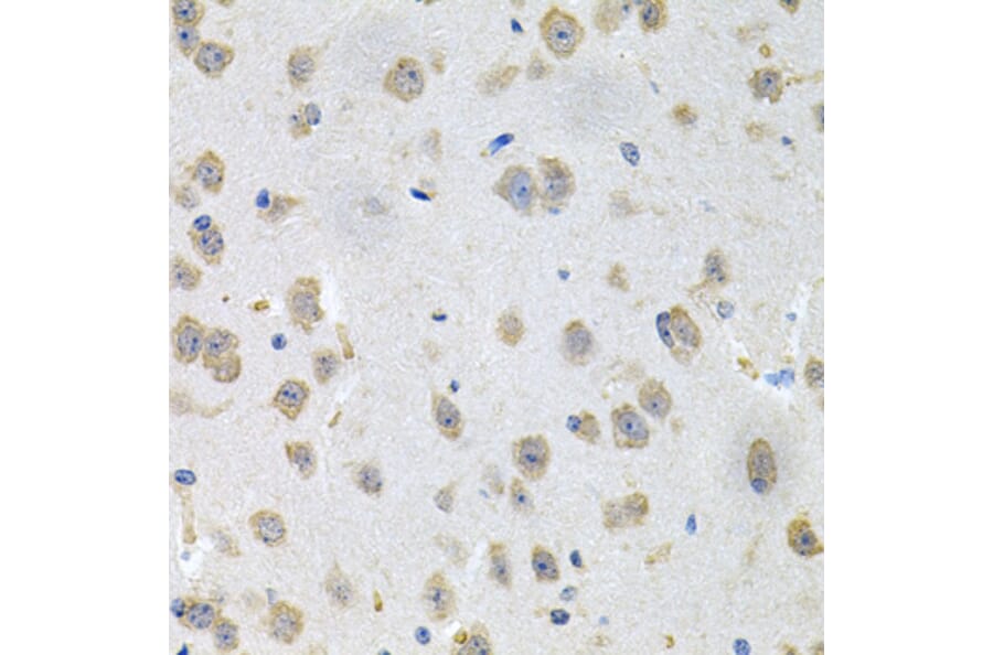 Immunohistochemistry - Anti-GNE Antibody (A16234) - Antibodies.com