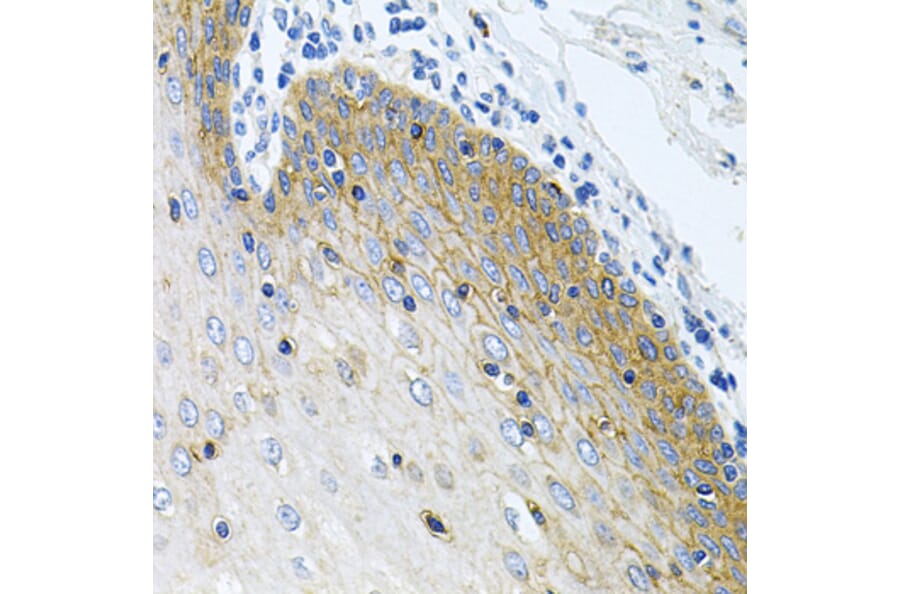 Immunohistochemistry - Anti-GNE Antibody (A16234) - Antibodies.com