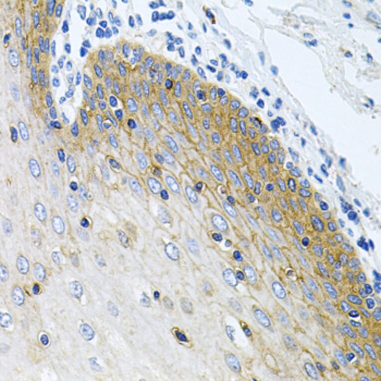 Immunohistochemistry - Anti-GNE Antibody (A16234) - Antibodies.com
