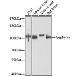 Western Blot - Anti-Gephyrin Antibody (A16236) - Antibodies.com