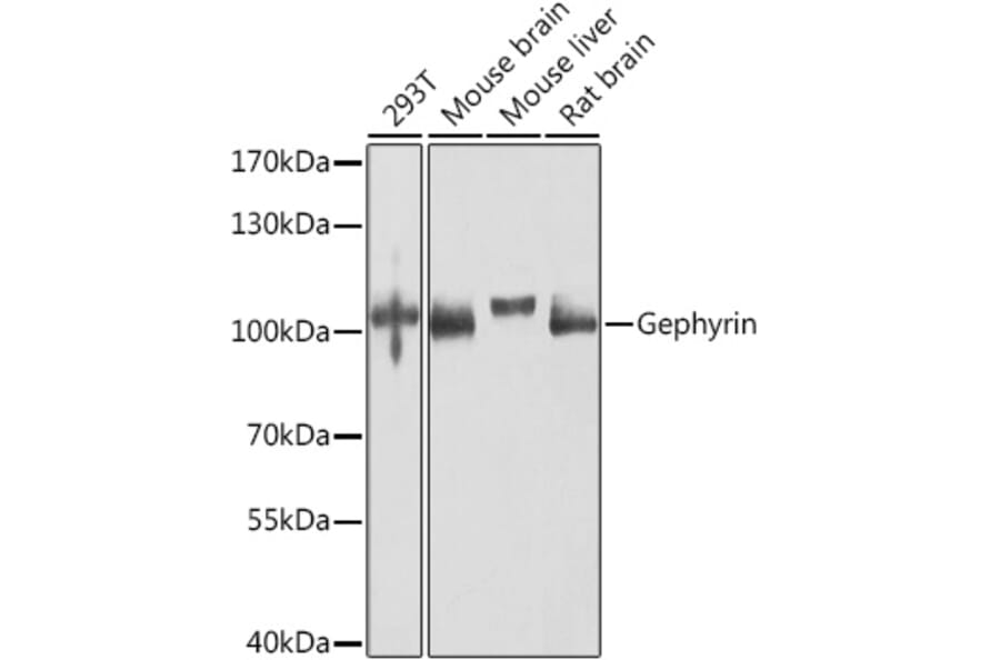 Western Blot - Anti-Gephyrin Antibody (A16236) - Antibodies.com