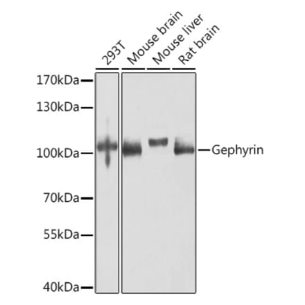 Western Blot - Anti-Gephyrin Antibody (A16236) - Antibodies.com