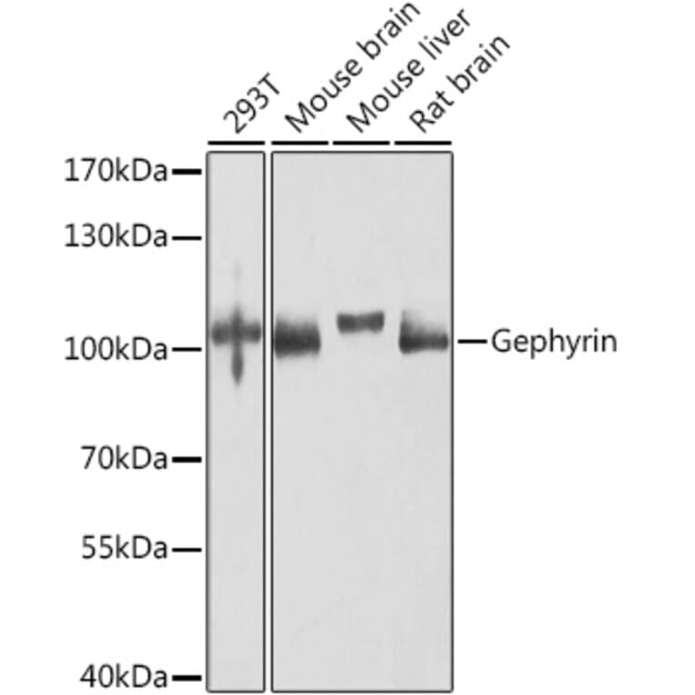 Western Blot - Anti-Gephyrin Antibody (A16236) - Antibodies.com