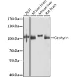 Western Blot - Anti-Gephyrin Antibody (A16236) - Antibodies.com