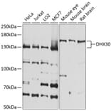 Western Blot - Anti-DHX30 Antibody (A16239) - Antibodies.com