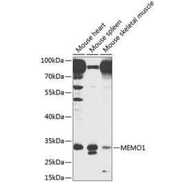 Western Blot - Anti-MEMO1 Antibody (A16240) - Antibodies.com