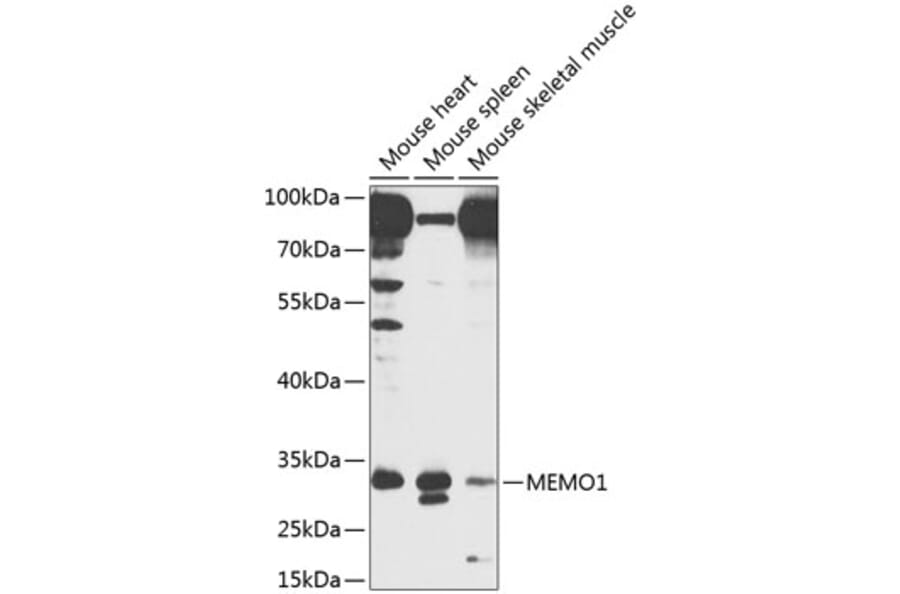 Western Blot - Anti-MEMO1 Antibody (A8582) - Antibodies.com