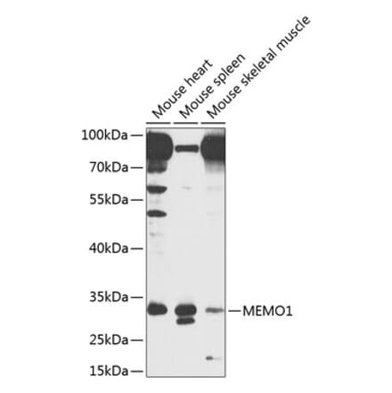 Western Blot - Anti-MEMO1 Antibody (A8582) - Antibodies.com