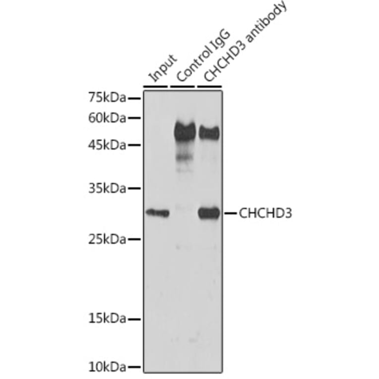 Western Blot - Anti-MIC19 Antibody (A16241) - Antibodies.com