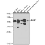 Western Blot - Anti-BCCIP Antibody (A16242) - Antibodies.com