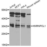 Western Blot - Anti-HNRNPCL1 Antibody (A8606) - Antibodies.com