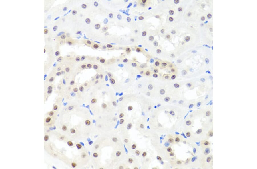 Immunohistochemistry - Anti-HNRNPCL1 Antibody (A8606) - Antibodies.com