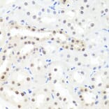 Immunohistochemistry - Anti-HNRNPCL1 Antibody (A8606) - Antibodies.com