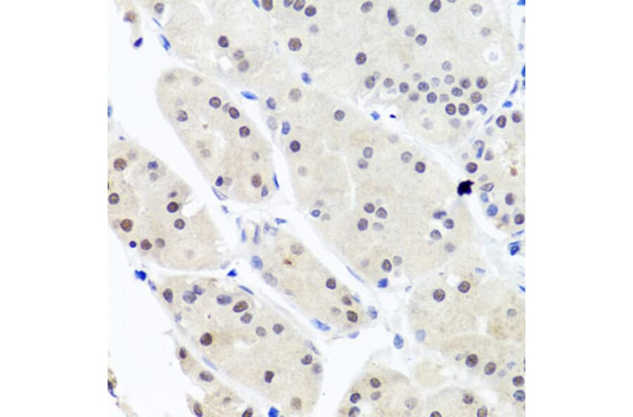 Immunohistochemistry - Anti-HNRNPCL1 Antibody (A8606) - Antibodies.com
