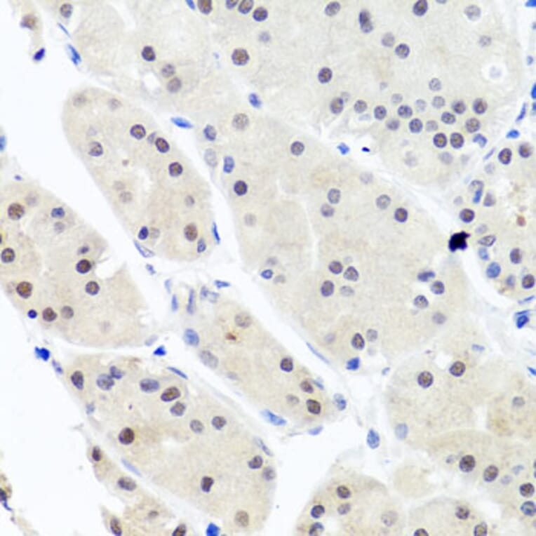 Immunohistochemistry - Anti-HNRNPCL1 Antibody (A8606) - Antibodies.com