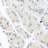 Immunohistochemistry - Anti-HNRNPCL1 Antibody (A8606) - Antibodies.com