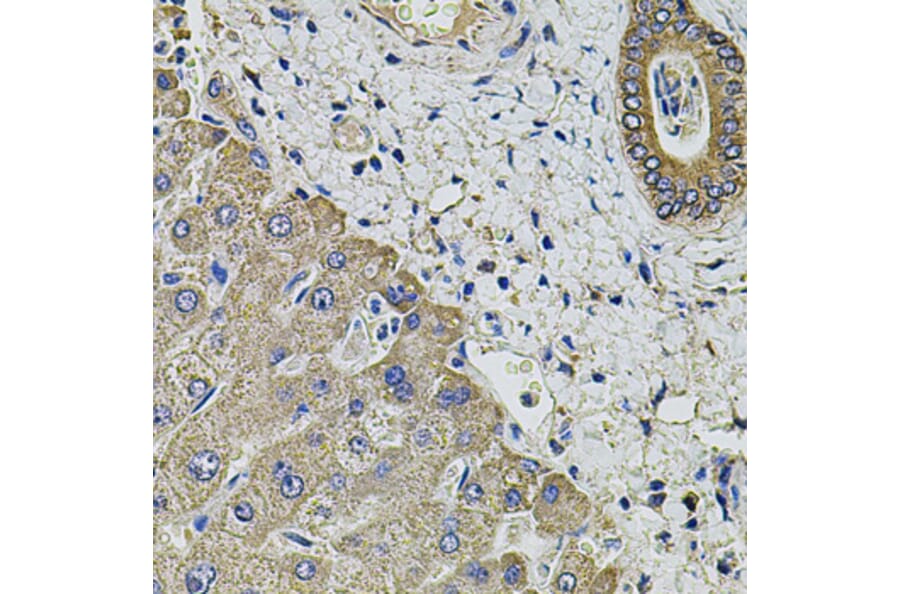 Immunohistochemistry - Anti-KCNK9 Antibody (A8609) - Antibodies.com