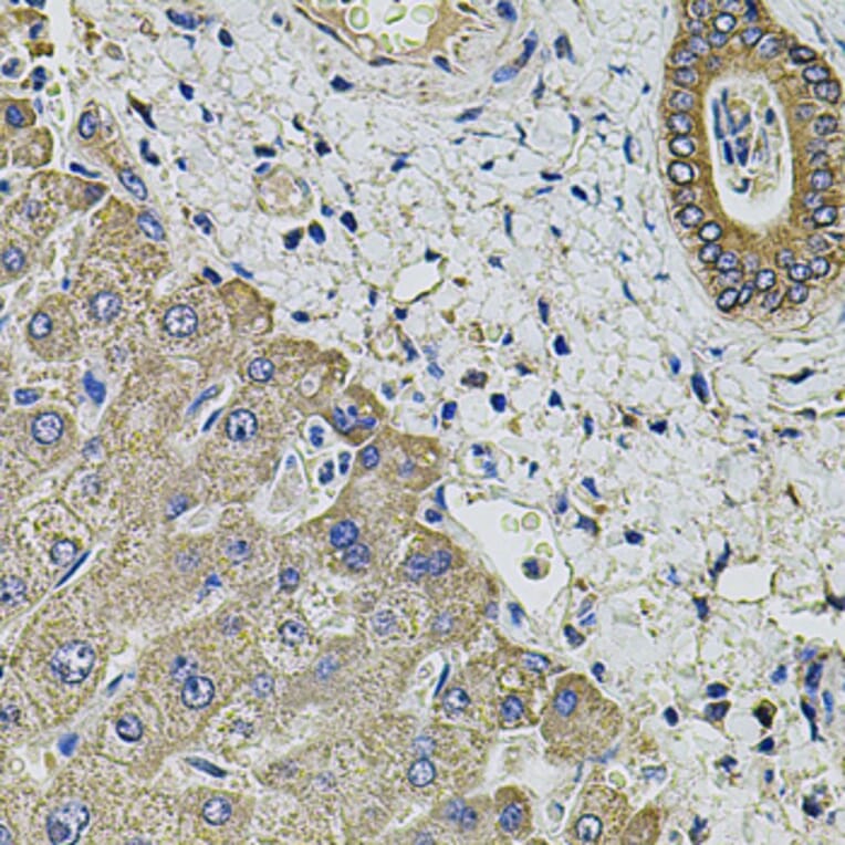Immunohistochemistry - Anti-KCNK9 Antibody (A8609) - Antibodies.com