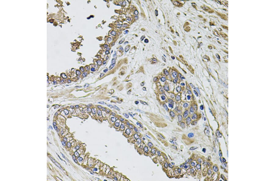 Immunohistochemistry - Anti-KCNK9 Antibody (A8609) - Antibodies.com