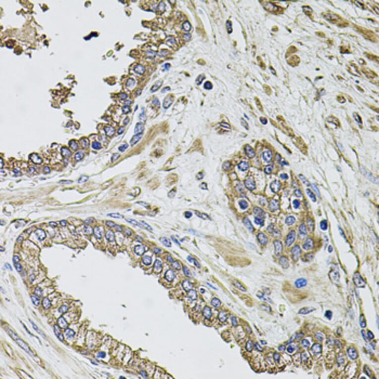 Immunohistochemistry - Anti-KCNK9 Antibody (A8609) - Antibodies.com