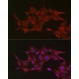 Immunofluorescence - Anti-KPNB1 Antibody (A16248) - Antibodies.com