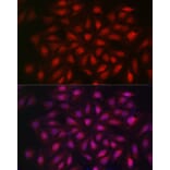 Immunofluorescence - Anti-KPNB1 Antibody (A16248) - Antibodies.com
