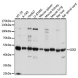 Western Blot - Anti-GDI2 Antibody (A16249) - Antibodies.com