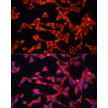 Immunofluorescence - Anti-GDI2 Antibody (A16249) - Antibodies.com