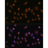 Immunofluorescence - Anti-SNX1 Antibody (A16251) - Antibodies.com
