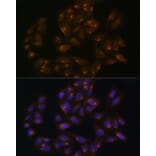 Immunofluorescence - Anti-SNX1 Antibody (A16251) - Antibodies.com