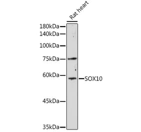 Western Blot - Anti-SOX10 Antibody (A16253) - Antibodies.com
