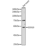 Western Blot - Anti-SOX10 Antibody (A16253) - Antibodies.com