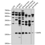 Western Blot - Anti-GMFB Antibody (A16256) - Antibodies.com