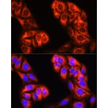Immunofluorescence - Anti-MTHFD1 Antibody (A16257) - Antibodies.com