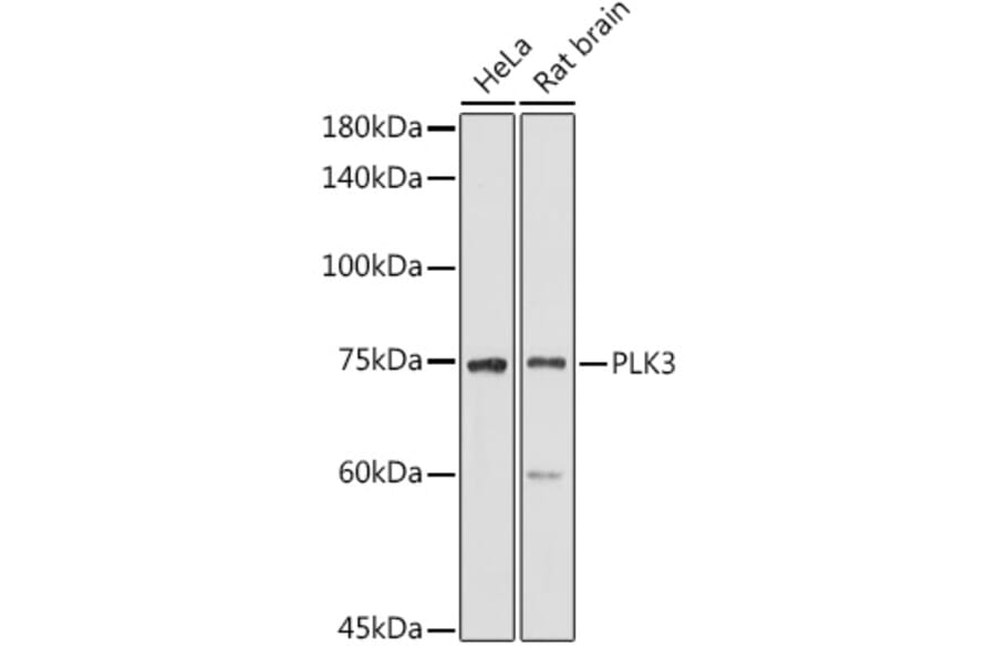 Western Blot - Anti-PLK3 Antibody (A16258) - Antibodies.com