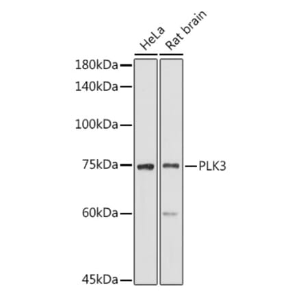 Western Blot - Anti-PLK3 Antibody (A16258) - Antibodies.com