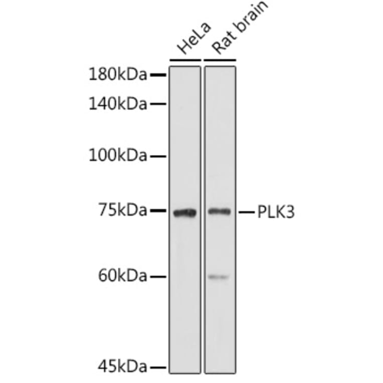 Western Blot - Anti-PLK3 Antibody (A16258) - Antibodies.com