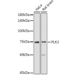 Western Blot - Anti-PLK3 Antibody (A16258) - Antibodies.com