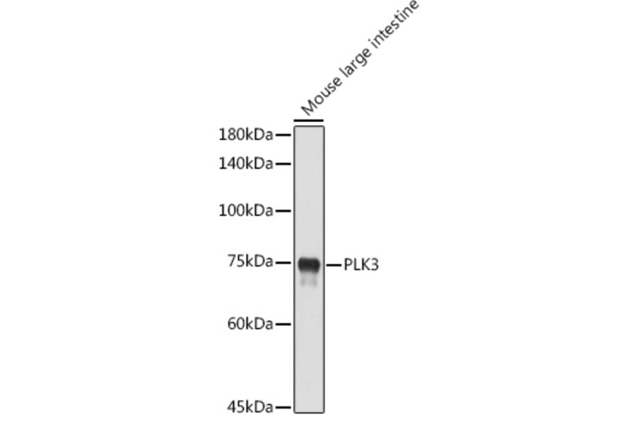 Western Blot - Anti-PLK3 Antibody (A16258) - Antibodies.com